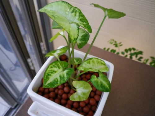 ファミテイの観葉植物 ファミテイの観葉植物